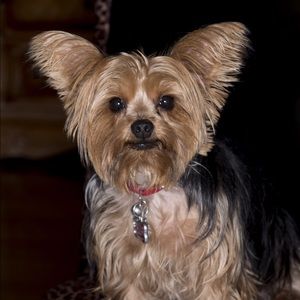 Meet your Posher, Mona